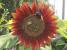 Sonnenblumen